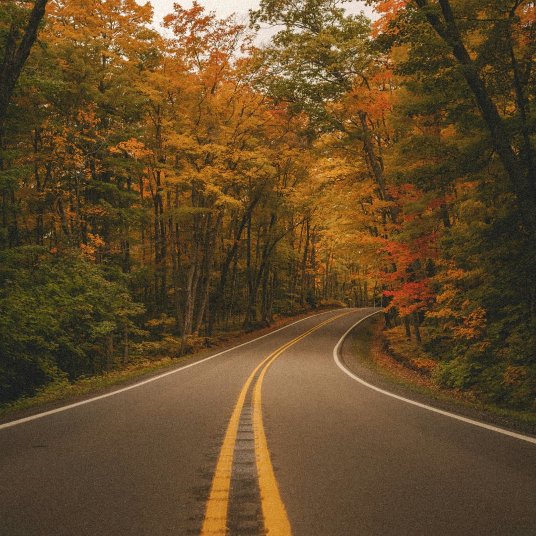 Road with fall trees