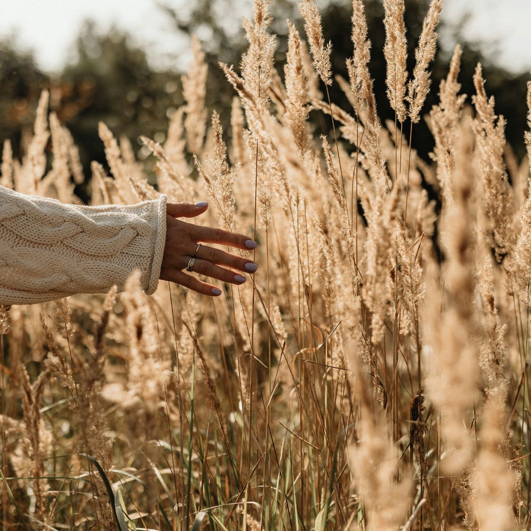 A hand running through wheat.